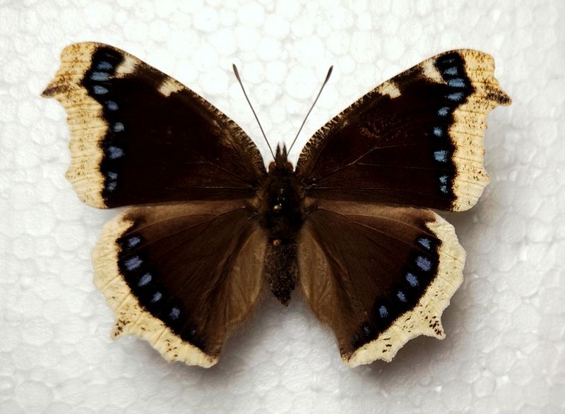Nymphalis antiopa male Slowakei