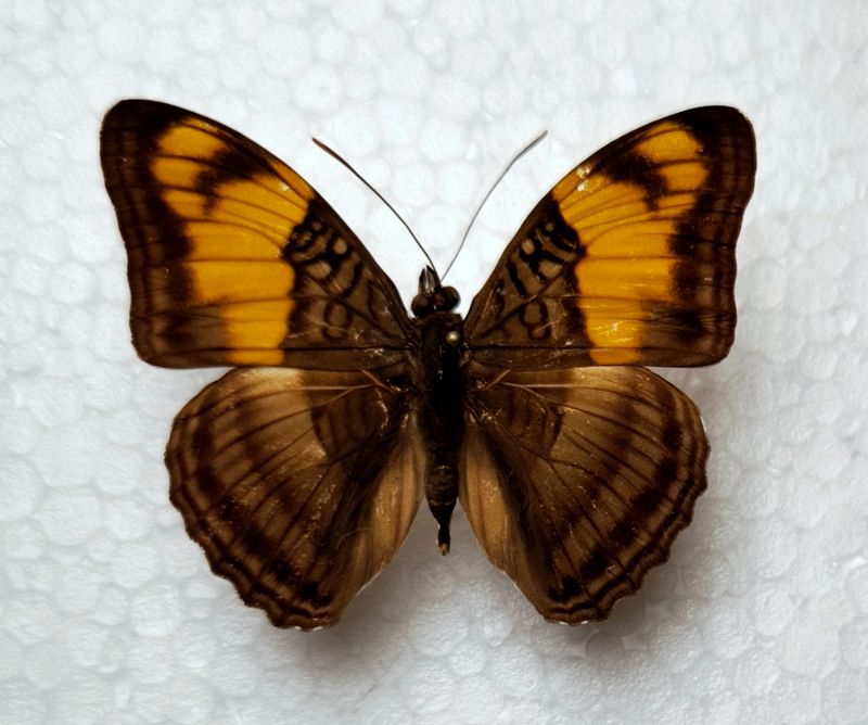 Adelpha mesentina male aus Peru