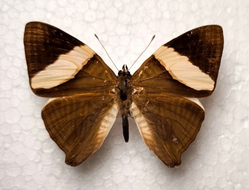 Colobura dirce female RARE Peru