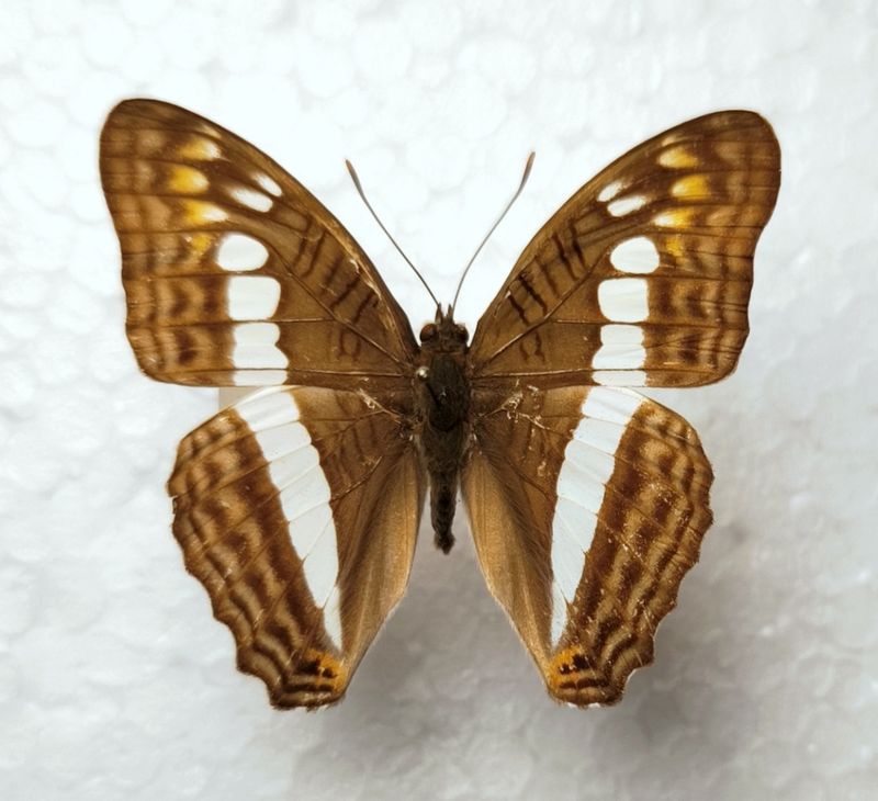 Adelpha alala male aus Bolivien