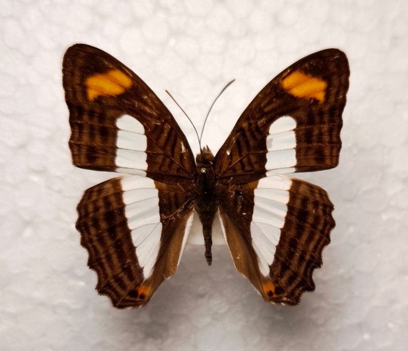 Adelpha iphiclus male aus Peru