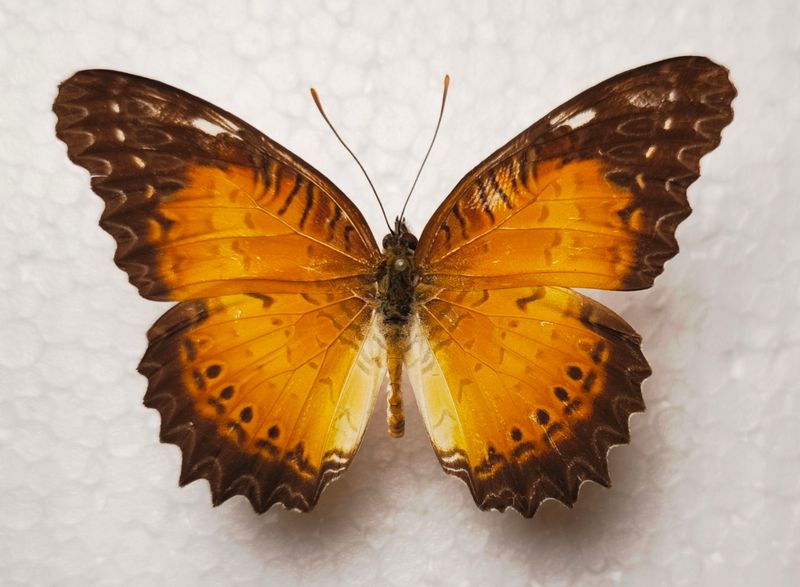 Cethosia biblis sandakana male Philippinen