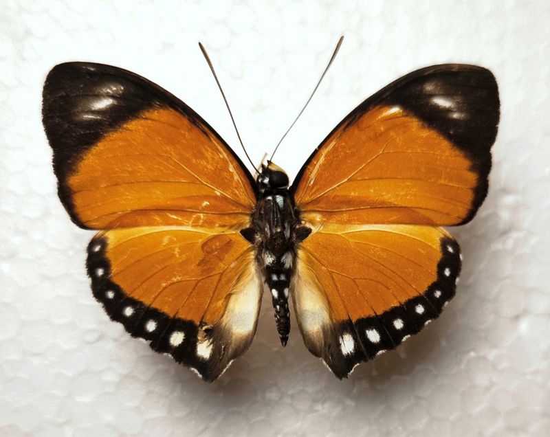 Euphaedra ruspina male aus der Demokratischen Republik Kongo​