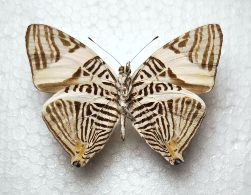 Colobura dirce male US Peru