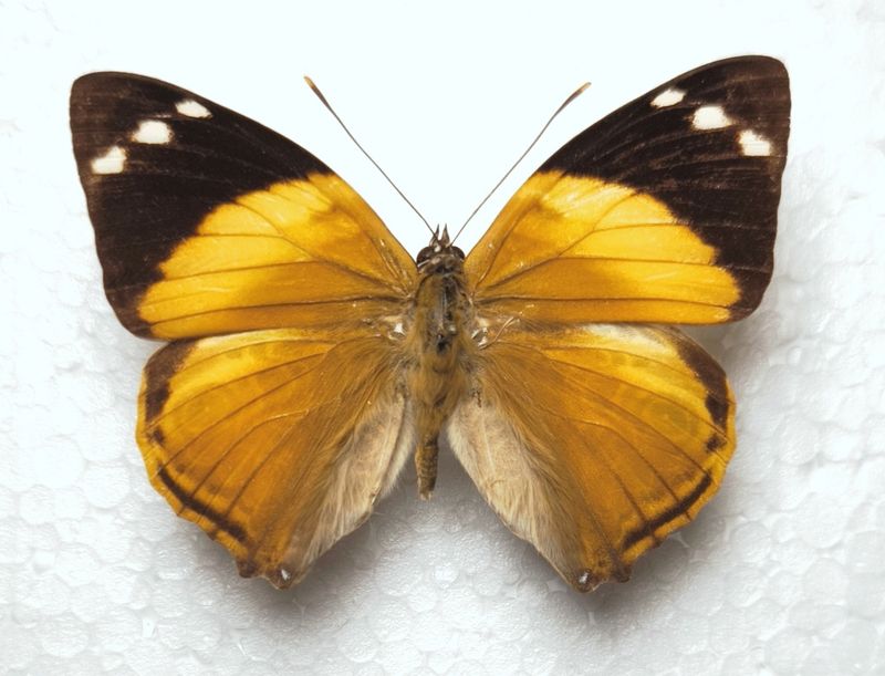 Smyrna plomfildia male Peru