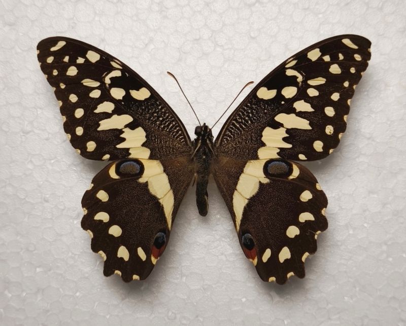 Papilio demodocus male aus Diani / Kenia