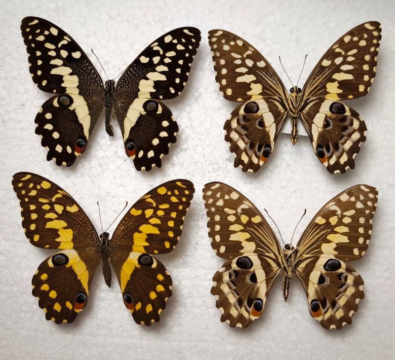 2 Paare Papilio demodocus jeweils einmal Unterseite aus Madagaskar