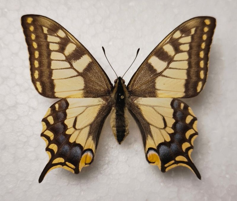 Papilio machaon male