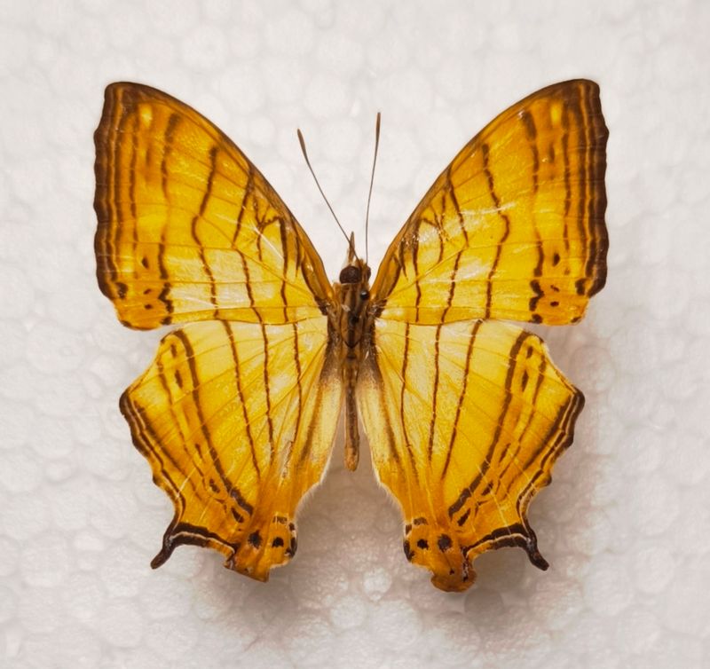 Cyrestis lutea male aus Malaysia