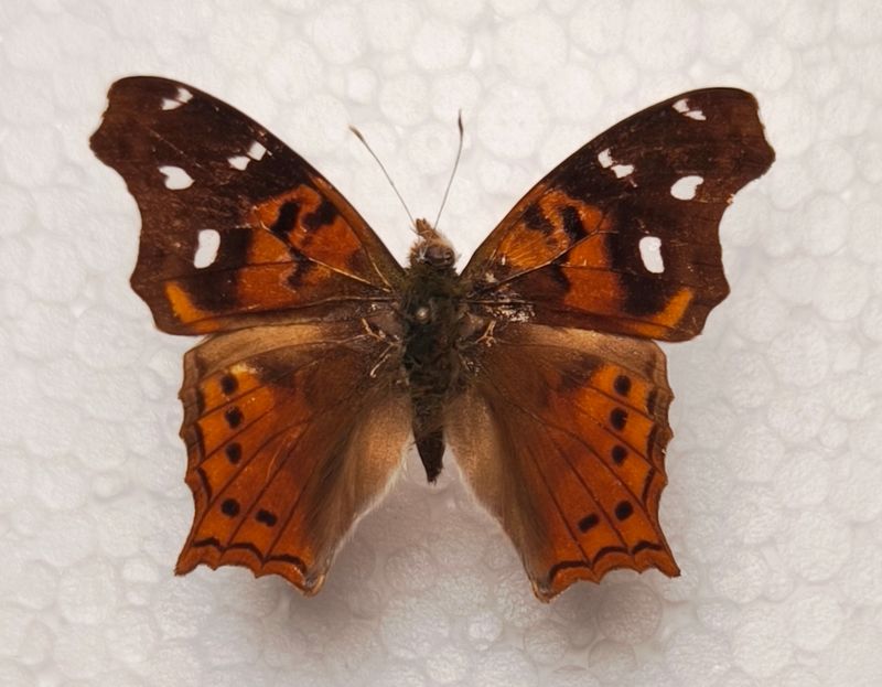 Hypanartia kefersteinii male aus Bolivien
