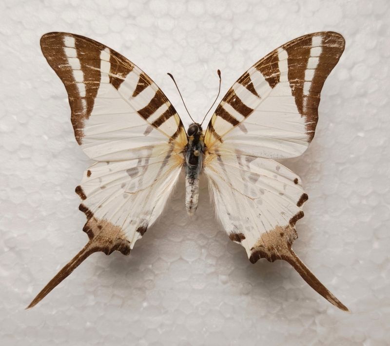 Graphium euphrates male Borneo/Indonesien