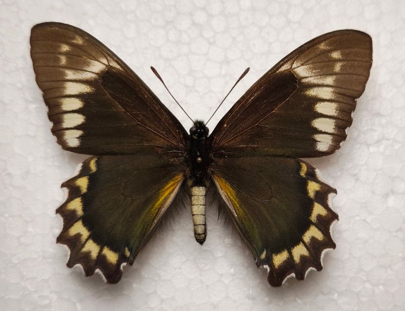 Battus madeyes chlordamas male Brasilien