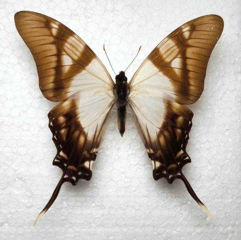 Eurytides serville male Tingo Maria / Peru