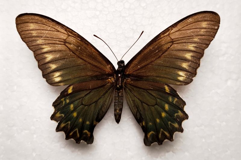 Battus polystictus female Süd-Brasilien