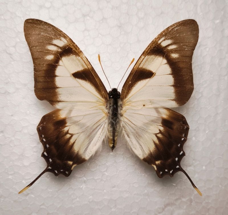 Eurytides dolicaon deileon male Peru