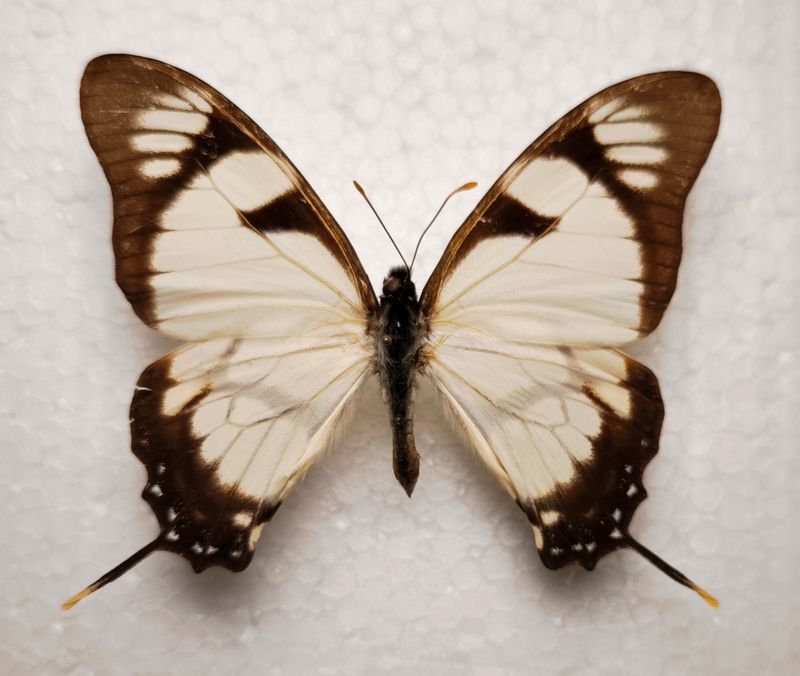 Eurytides dolicaon deicoon male Peru