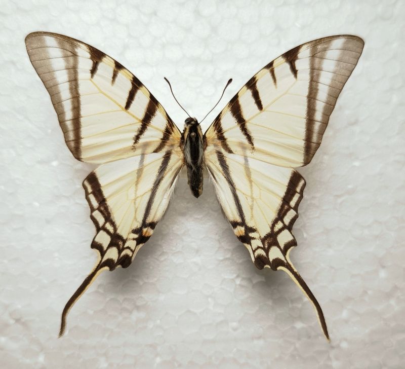 Eurytides agesilaus autosilaus male Peru