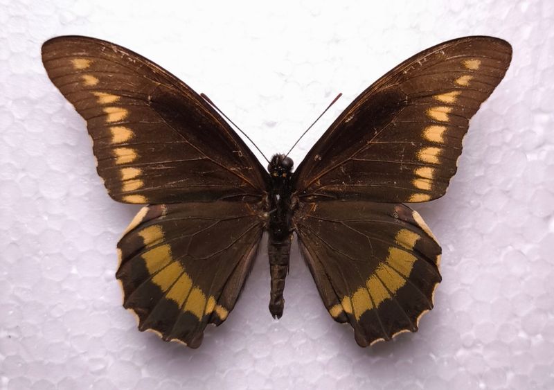 Battus polydamas female Süd-Brasilien