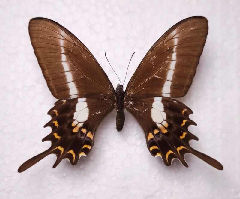 Papilio Hectorides female Tingo Maria/Peru