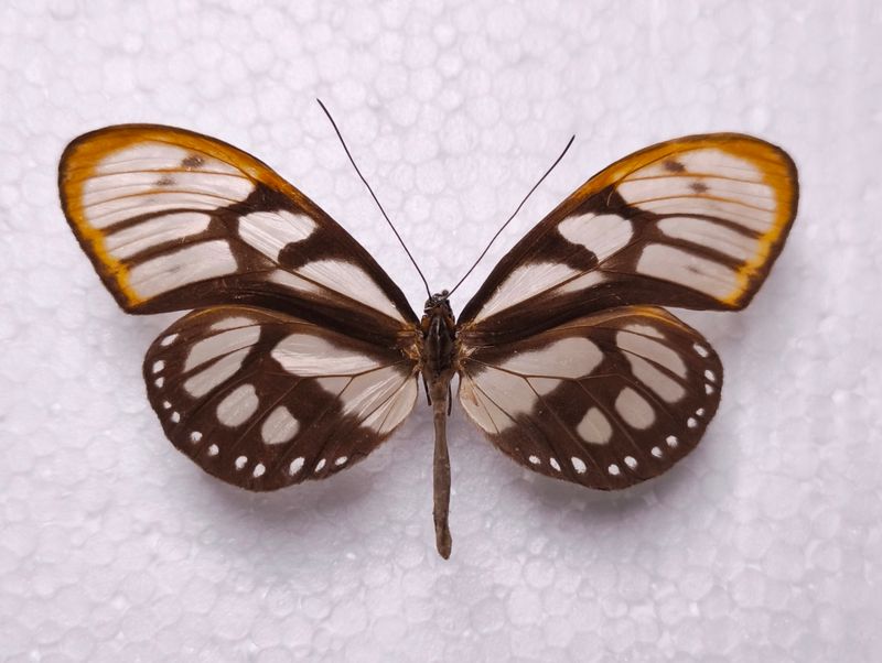 Athesis acrisione male Ecuador