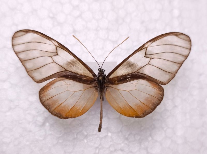 Dircenna klugii klugii male Columbien