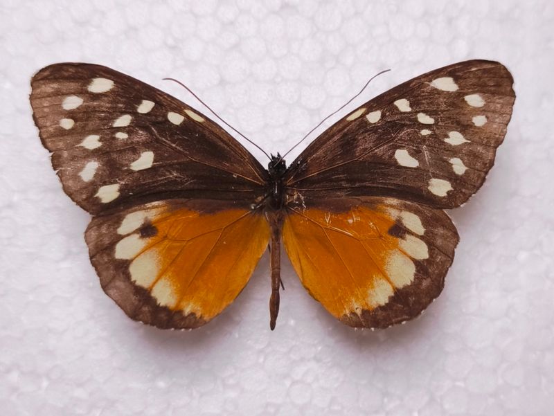 Tithorea tarricina parola male Kolumbien