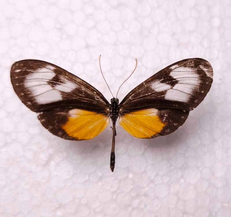 Hyalyris oulita lurida male Peru
