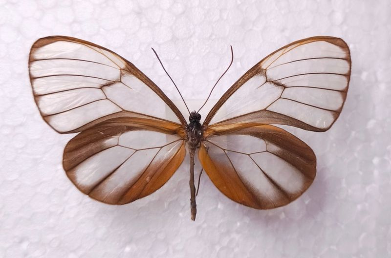 Godyris duillia male Iquitos/Peru