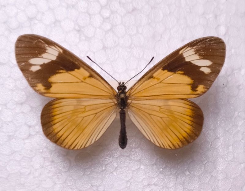 Actinote melini male Peru