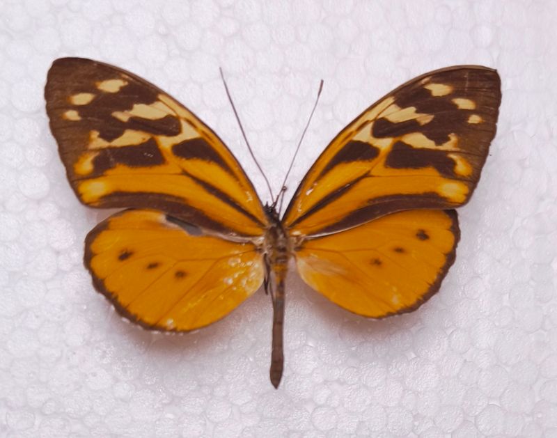 Tithorea harmonia ssp. melanina male Cuzco/Peru