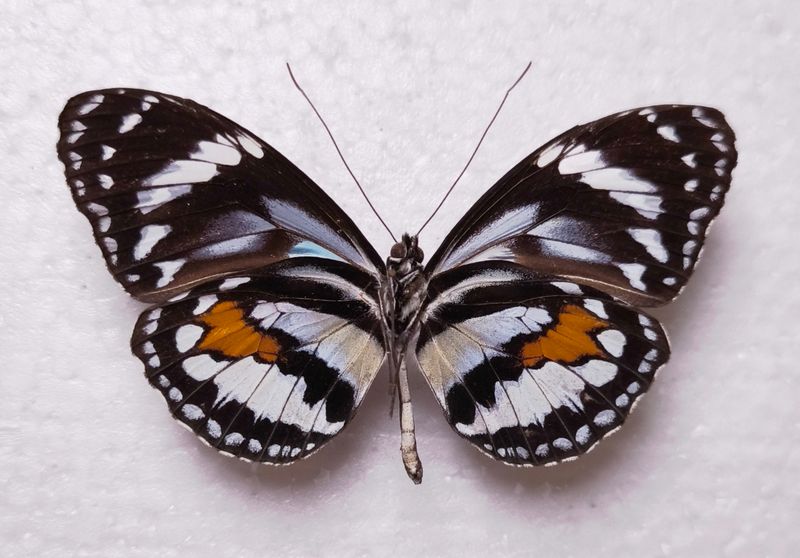 Elzunia humboldt male Unterseite Ecuador