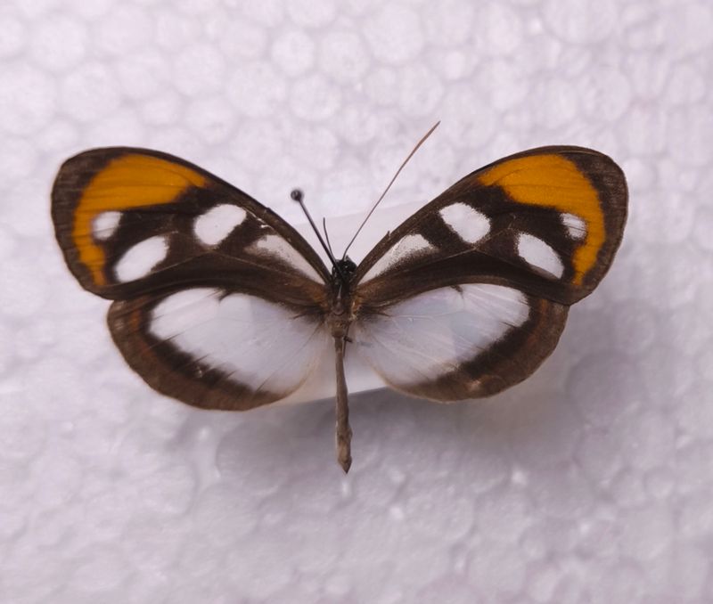 Oleria ilerdina ilerdina male Peru