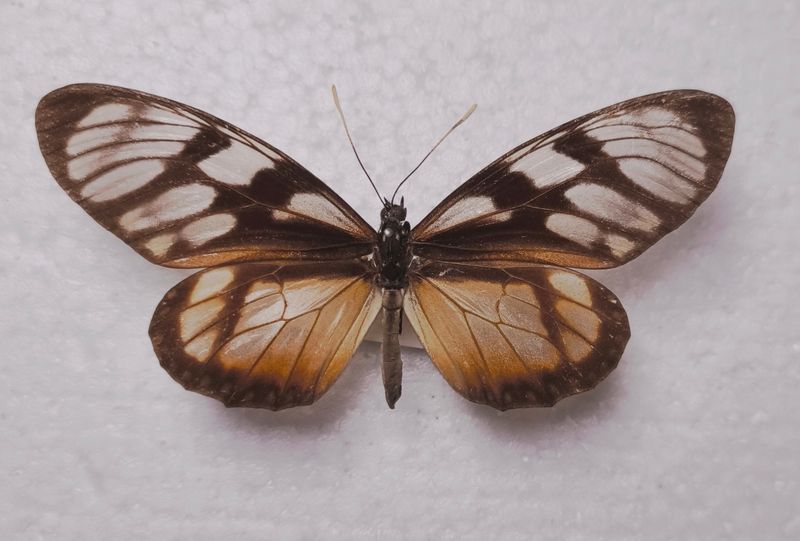 Lycorea ilione phenarete female Peru