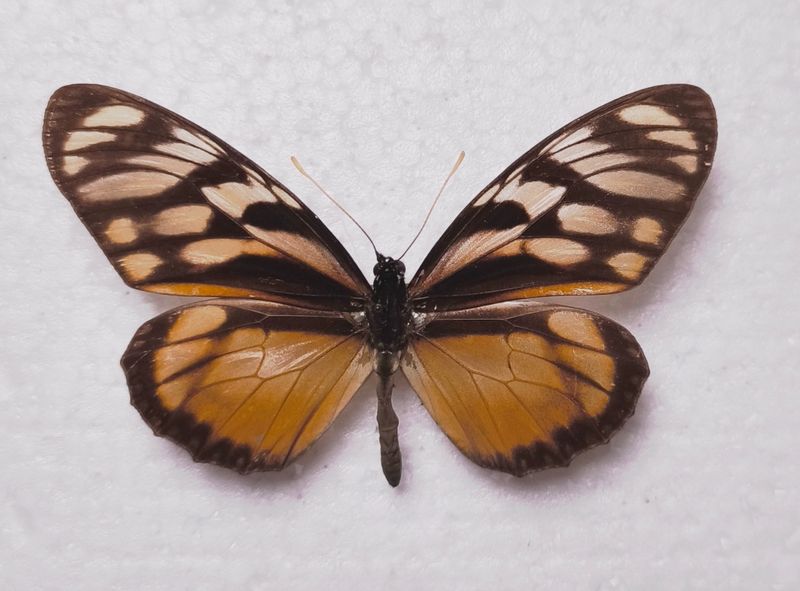 Lycorea ilione lamira female Brasilien