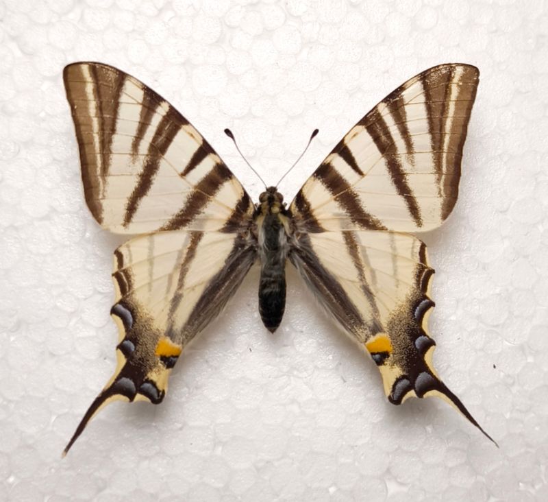 Iphiclides podalirius Segelfalter