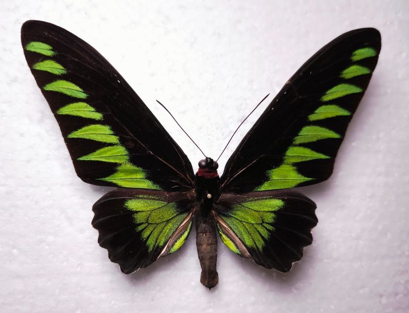 Trogonoptera brookiana male