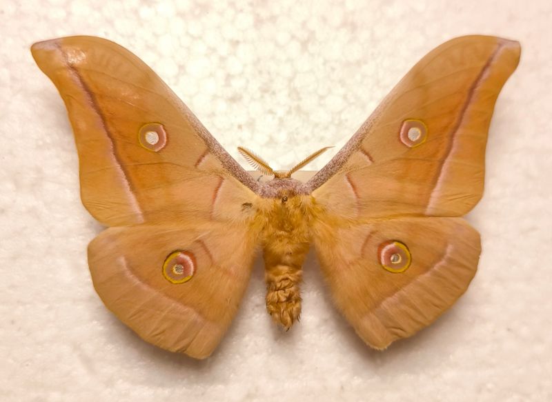 Antheraea pernyi male Chinesischer Eichenseidenspinner