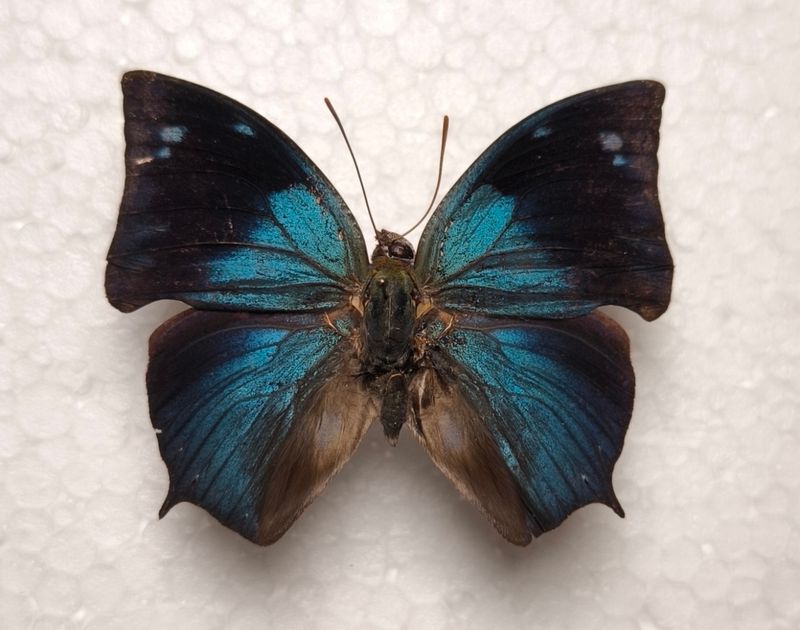 Memphis moruus morpheus male aus Brasilien