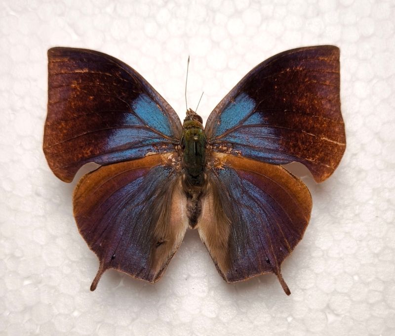 (Anaea) Memphis philumena male aus Bolivien