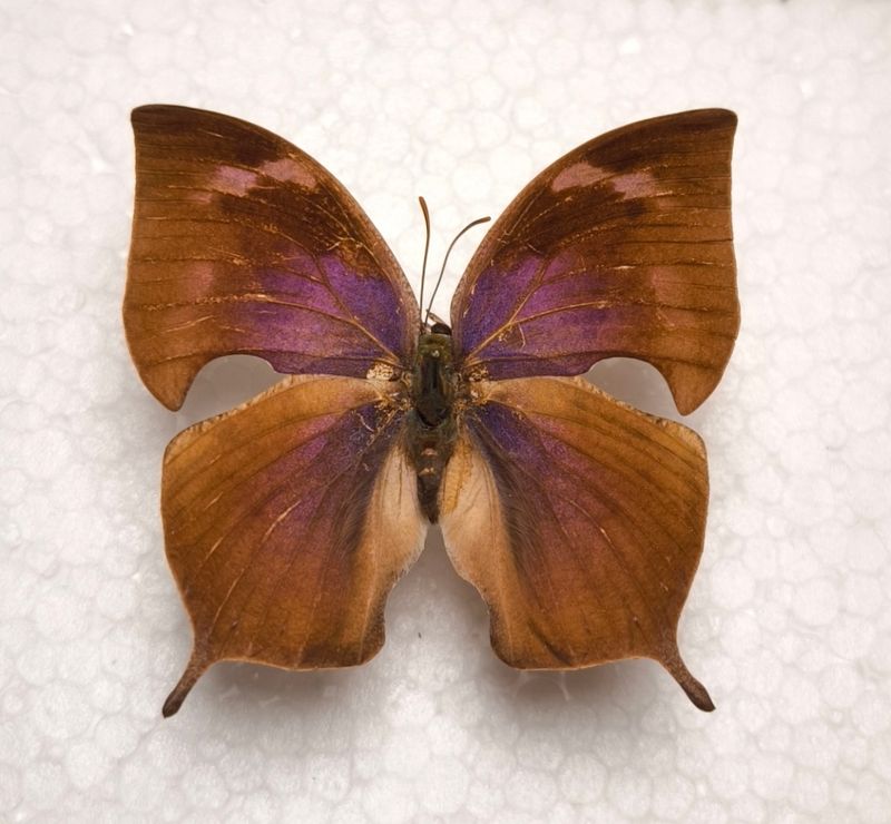 Memphis moruus morpheus female aus Brasilien