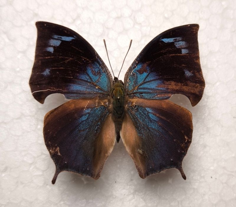 Anaea glaucone male aus Bolivien