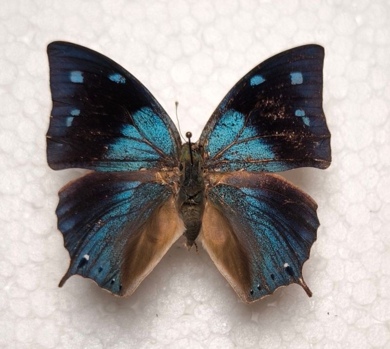 Memphis arginussa ssp. male aus Bolivien