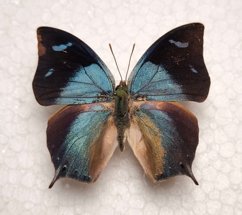 Anaea glaucone glaucone male aus Peru