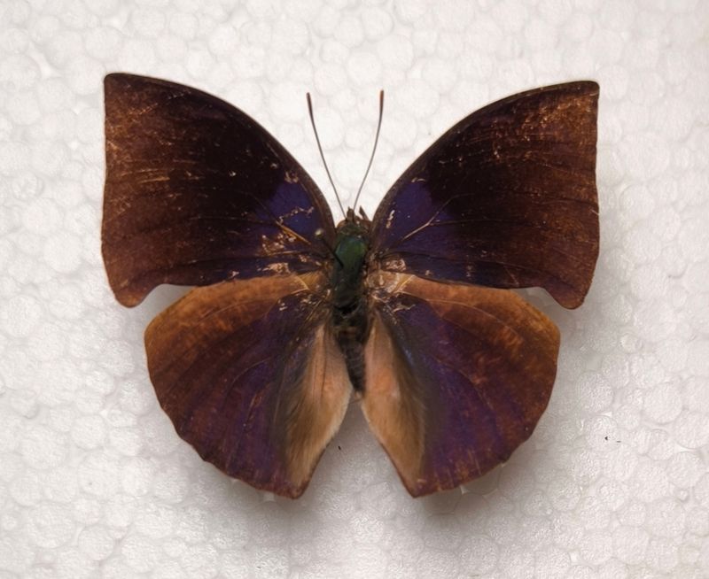 (Anaea) Memphis polycarmes male aus Peru