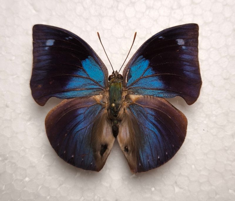 Memphis phantes vicina male aus Kolumbien