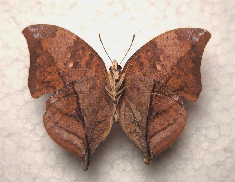 Zaretis itys isidora male Unterseite aus Peru