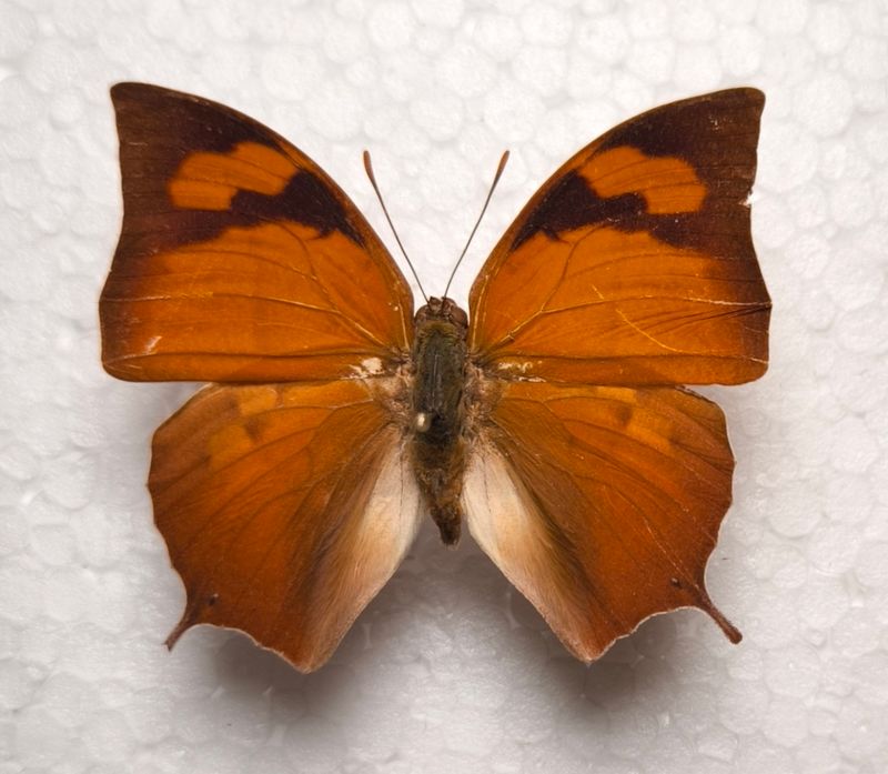 Anaea eurypyle male aus Peru
