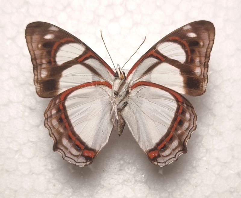 Pyrrhogyra amphiro male aus Peru Unterseite