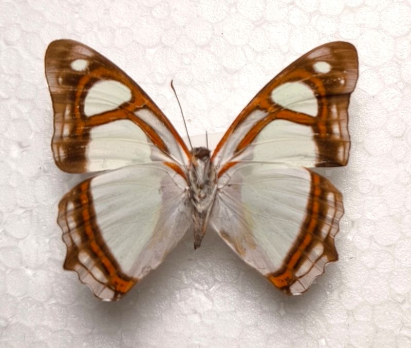 Pyrrhogyra endocla male aus Peru Unterseite