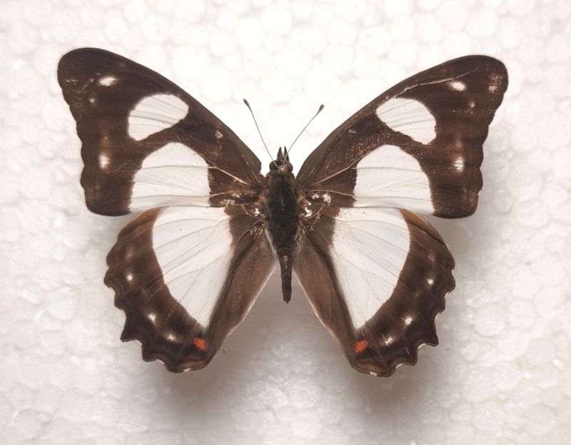 Pyrrhogyra amphiro male aus Peru